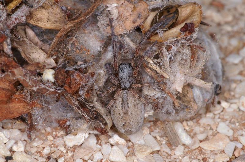 Phryganoporus_canididus_D3613_Z_86_Hamelin pool_Australie.jpg